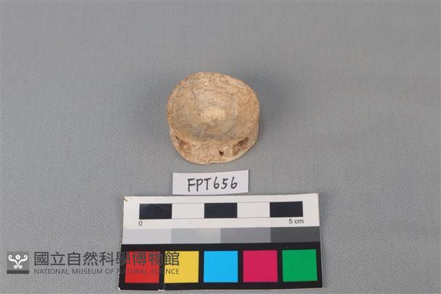 鯊魚骨藏品圖，第2張