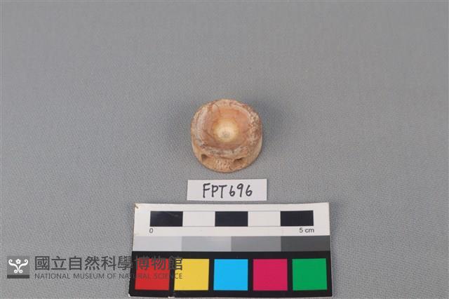 鯊魚骨藏品圖，第2張