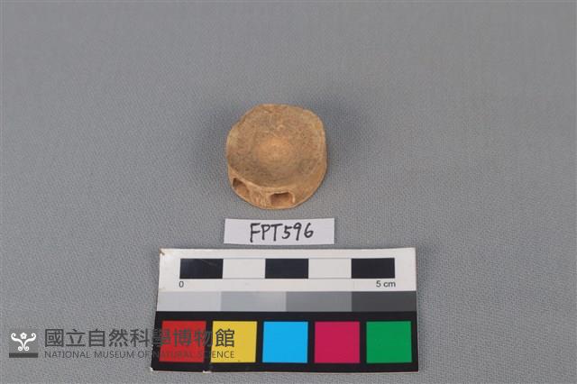 鯊魚骨藏品圖，第2張