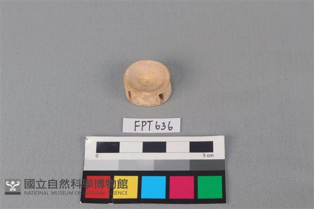 鯊魚骨藏品圖，第2張