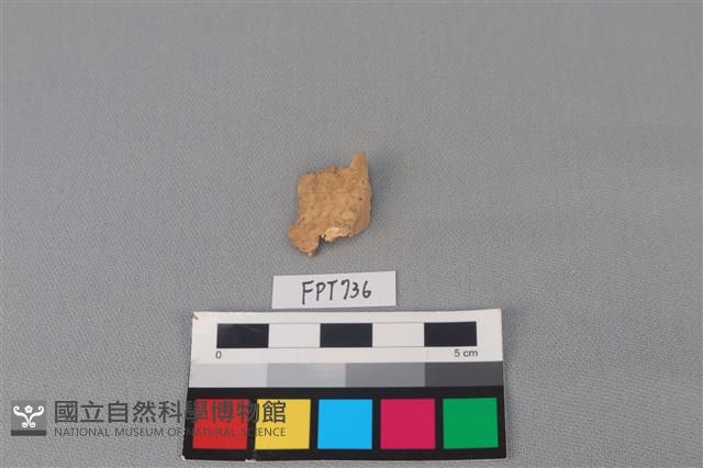 哺乳類動物骨藏品圖，第2張