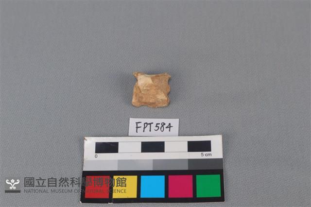 鯊魚骨藏品圖，第2張