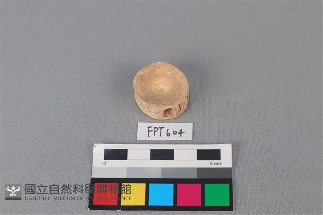 鯊魚骨藏品圖，第2張