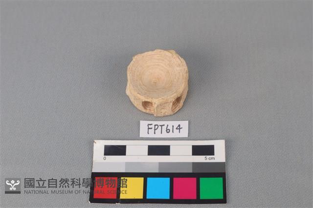 鯊魚骨藏品圖，第2張