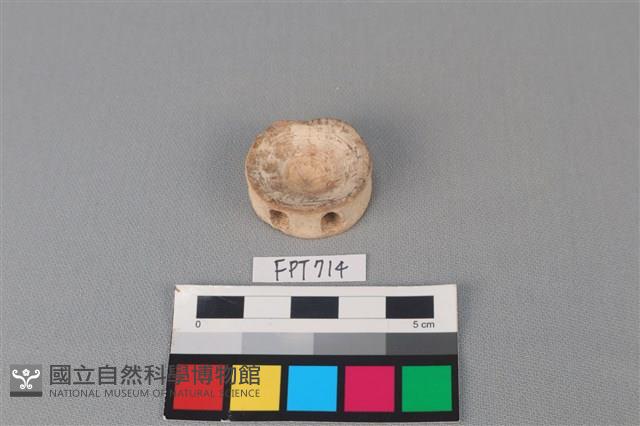 鯊魚骨藏品圖，第2張