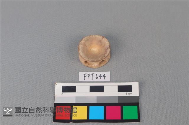 鯊魚骨藏品圖，第2張