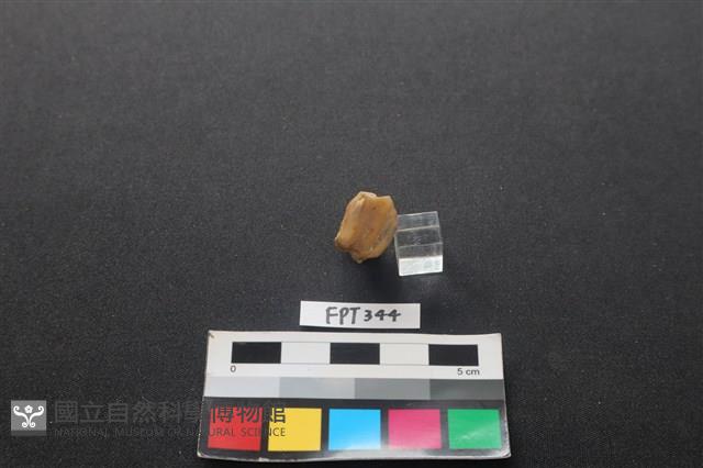 鹿骨藏品圖，第2張