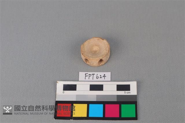鯊魚骨藏品圖，第2張
