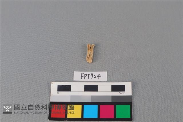 鹿骨藏品圖，第2張