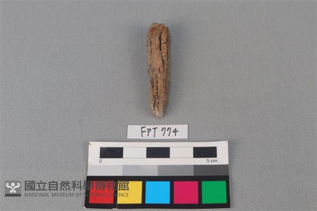 鐵釘藏品圖，第2張