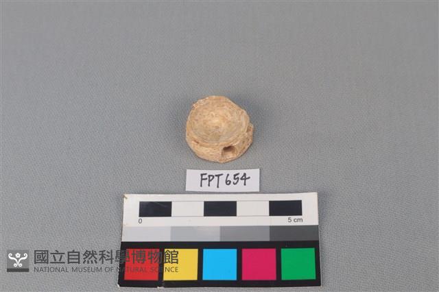 鯊魚骨藏品圖，第2張