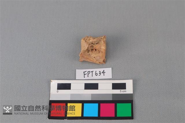 魚骨藏品圖，第2張
