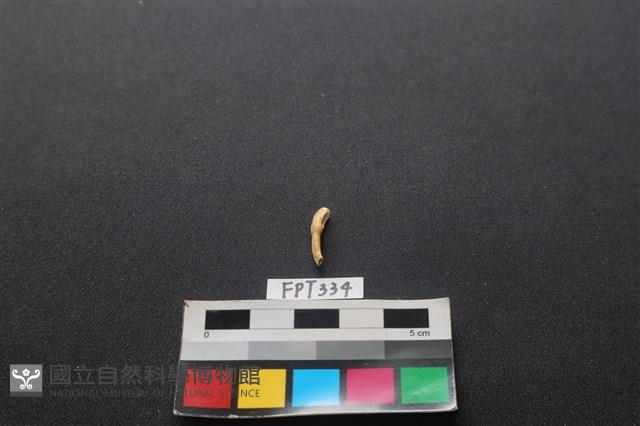鹿骨藏品圖，第2張