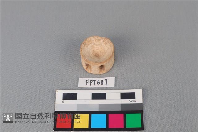 鯊魚骨藏品圖，第2張