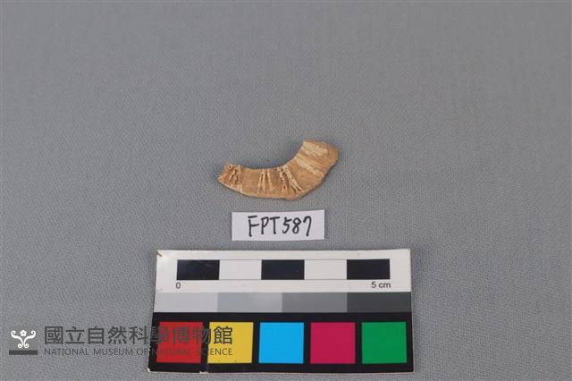 鯊魚骨藏品圖，第2張