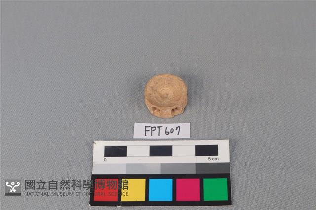 鯊魚骨藏品圖，第2張