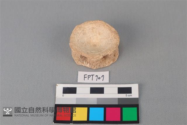 鯊魚骨藏品圖，第2張