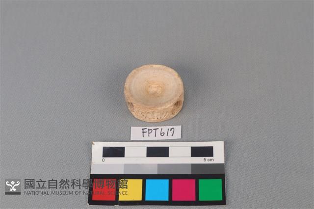 鯊魚骨藏品圖，第2張