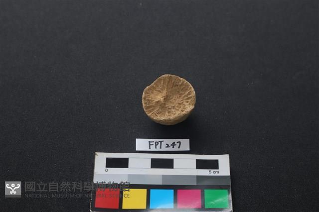 哺乳類動物骨藏品圖，第2張