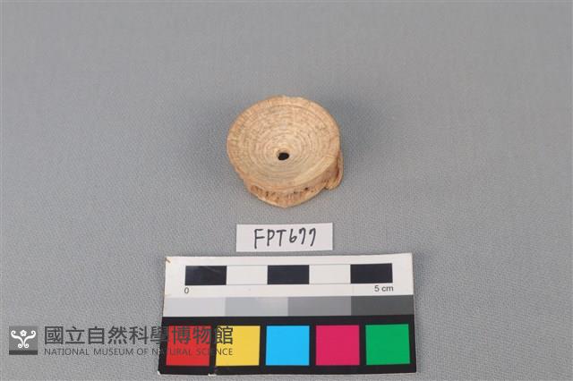 鯊魚骨藏品圖，第2張