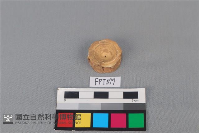 鯊魚骨藏品圖，第2張