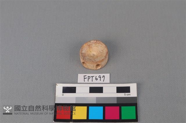 鯊魚骨藏品圖，第2張