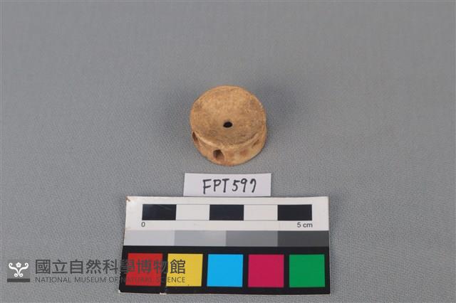 鯊魚骨藏品圖，第2張