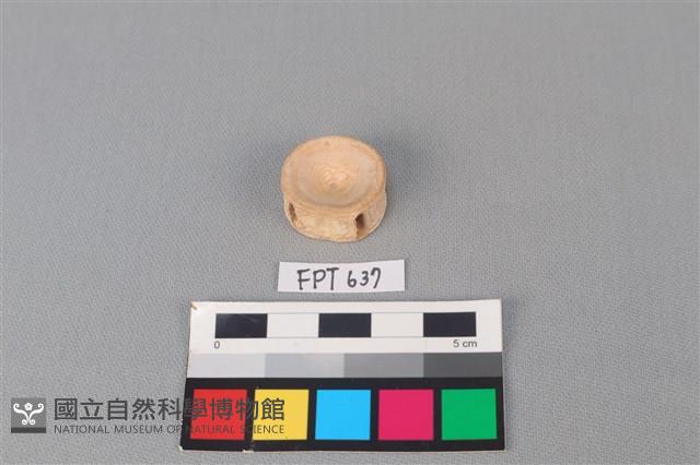 鯊魚骨藏品圖，第2張