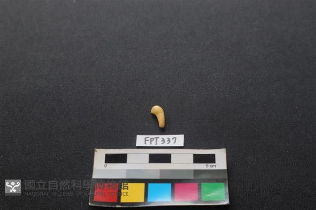 鹿骨藏品圖，第2張