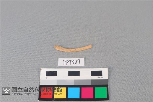 動物骨藏品圖，第2張
