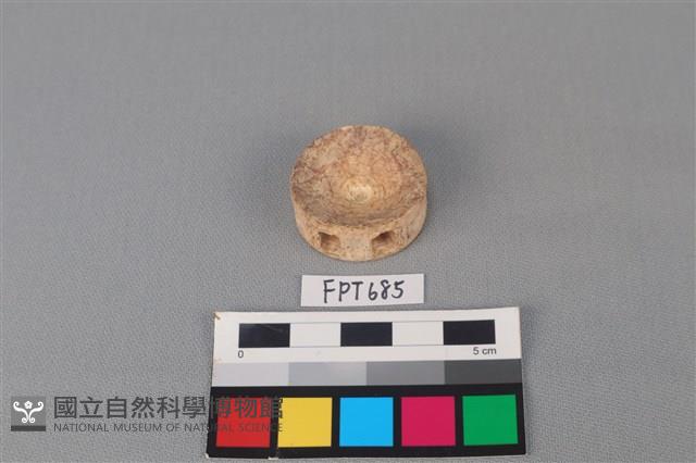 鯊魚骨藏品圖，第2張