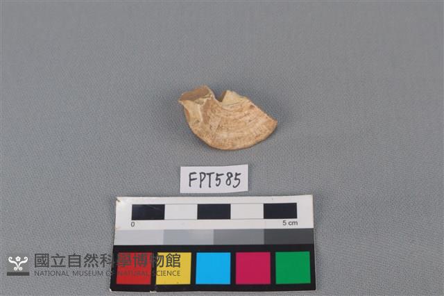 鯊魚骨藏品圖，第2張