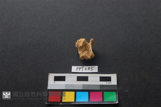 鹿骨藏品圖，第2張