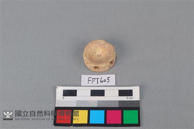 鯊魚骨藏品圖，第2張