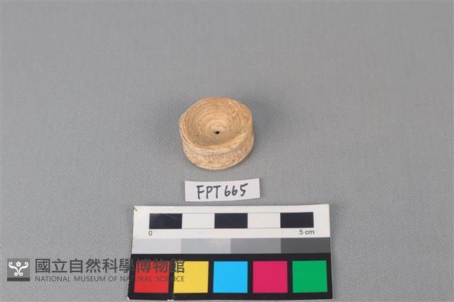 鯊魚骨藏品圖，第2張