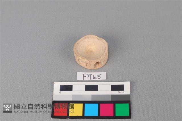 鯊魚骨藏品圖，第2張