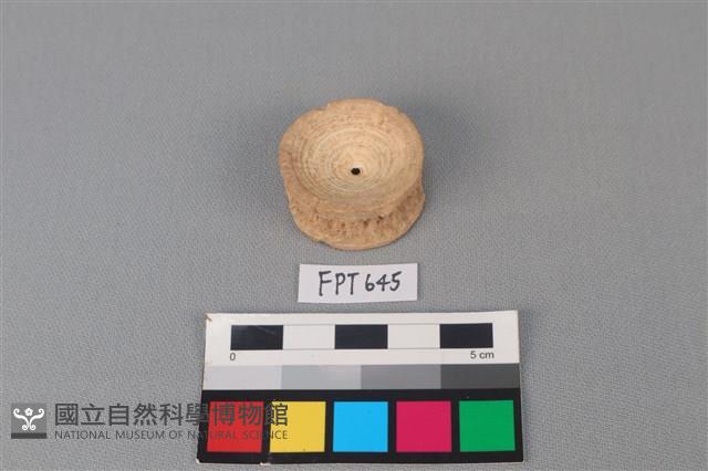 鯊魚骨藏品圖，第2張