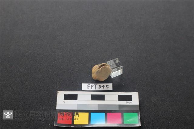 鹿骨藏品圖，第2張