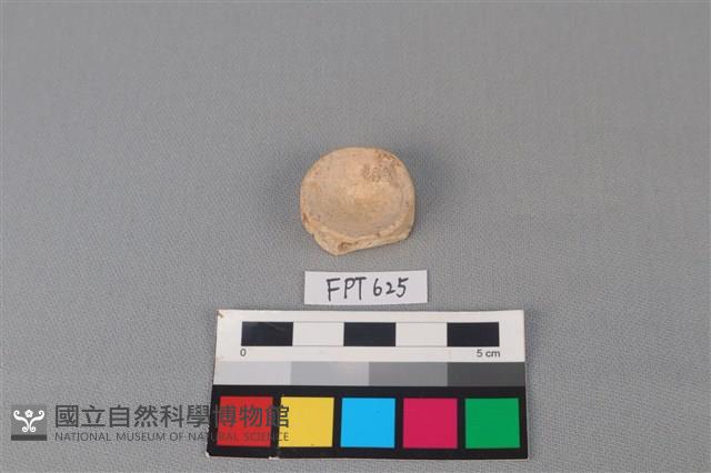 鯊魚骨藏品圖，第2張