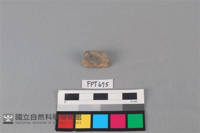 鯊魚骨藏品圖，第2張