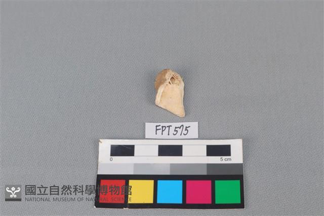 鹿骨藏品圖，第2張