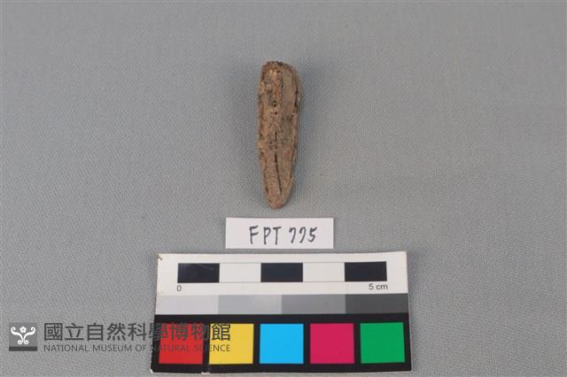 鐵釘藏品圖，第2張