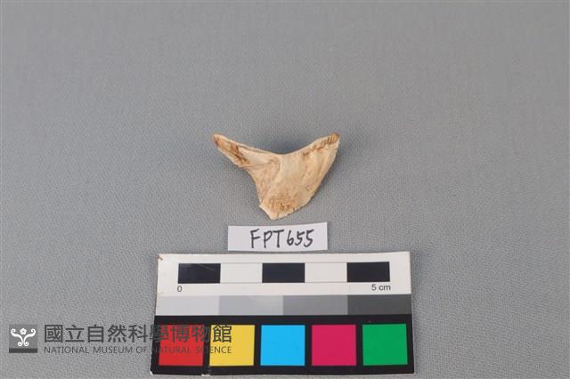 鯊魚骨藏品圖，第2張