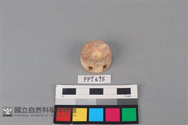 鯊魚骨藏品圖，第2張