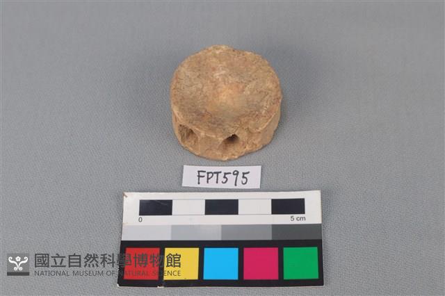 鯊魚骨藏品圖，第2張
