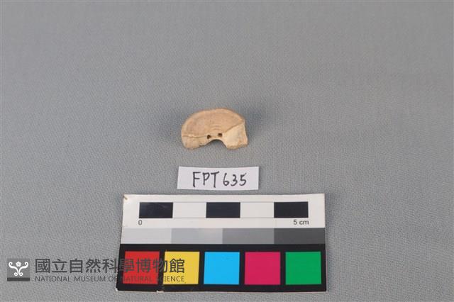 鯊魚骨藏品圖，第2張