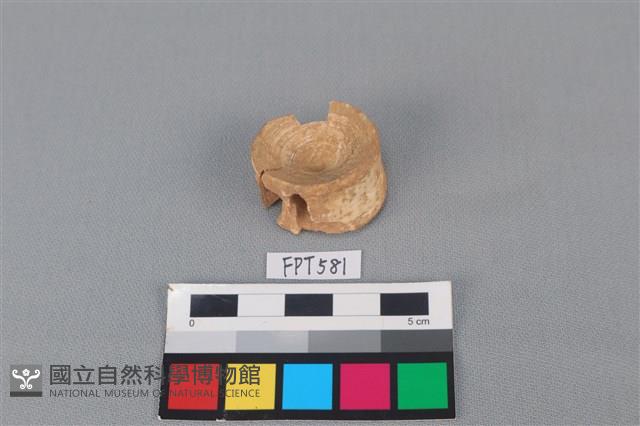 鯊魚骨藏品圖，第2張