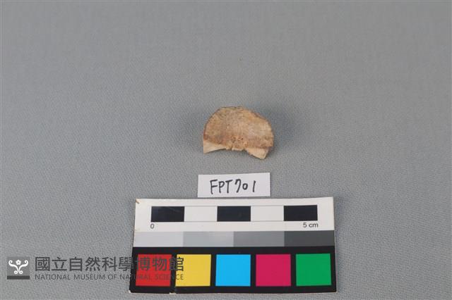鯊魚骨藏品圖，第2張
