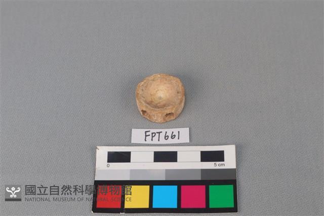 鯊魚骨藏品圖，第2張