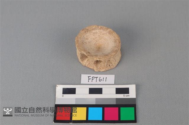 鯊魚骨藏品圖，第2張